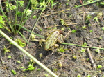 SX24228 Small frog on Lommer heide.jpg